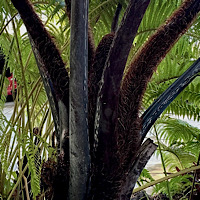 Cyathea Medullaris (Black Tree Fern)